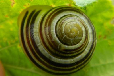 <i>Cepaea hortensis</i>