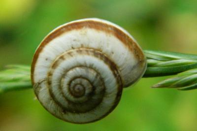 <i>Cernuella neglecta</i>