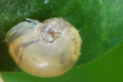 <i>Vitrina pellucida</i>