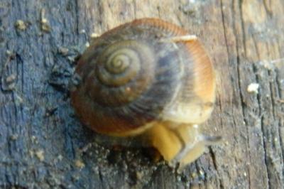 <i>Trochulus hispidus</i>