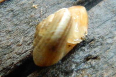 <i>Xeroplexa intersecta</i>