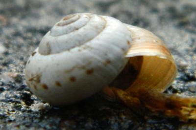 <i>Cernuella neglecta</i>