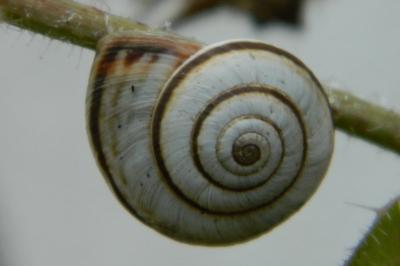 <i>Cernuella neglecta</i>