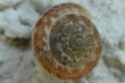 <i>Xeroplexa intersecta</i>