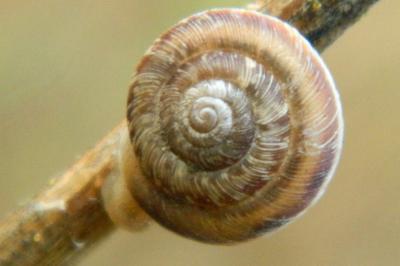 <i>Xeroplexa intersecta</i>