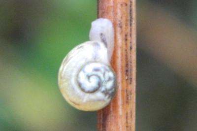 <i>Vitrina pellucida</i>