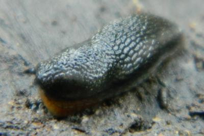 <i>Arion hortensis</i>