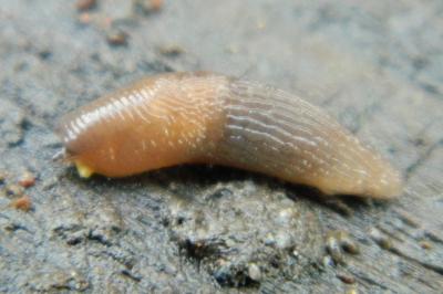 <i>Deroceras agreste</i>