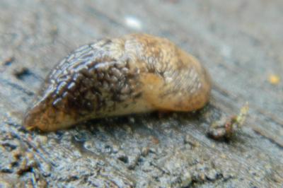 <i>Deroceras reticulatum</i>