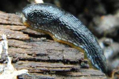 <i>Arion hortensis</i>