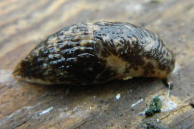 <i>Deroceras reticulatum</i>