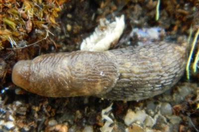 <i>Deroceras reticulatum</i>