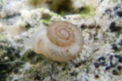 <i>Vallonia costata</i>