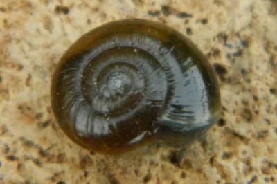 <i>Oxychilus draparnaudi</i>