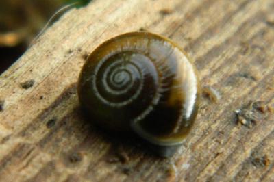<i>Oxychilus draparnaudi</i>