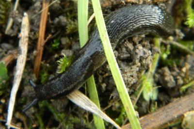 <i>Arion hortensis</i>