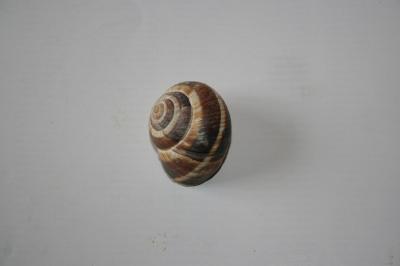 <i>Helix lucorum</i>