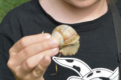 <i>Helix pomatia</i>