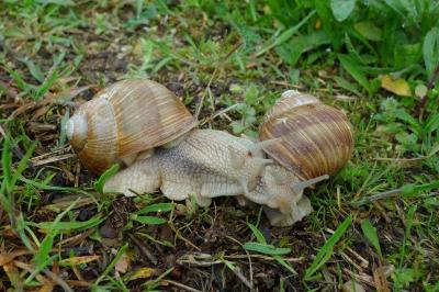 <i>Helix pomatia</i>