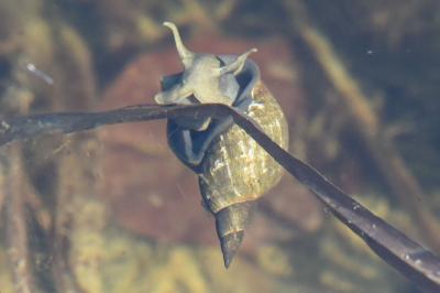 <i>Stagnicola palustris</i>
