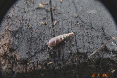 <i>Cochlodina laminata</i>