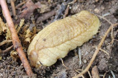 <i>Testacella haliotidea</i>