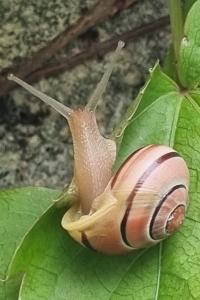 <i>Cepaea hortensis</i>