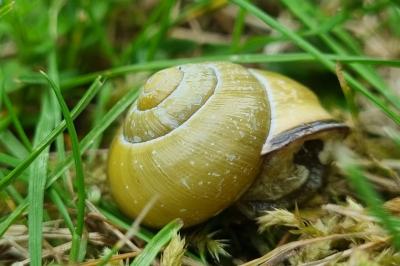 <i>Cepaea nemoralis</i>