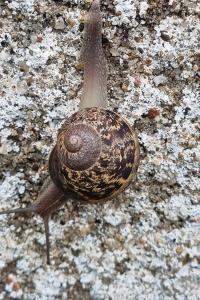 <i>Cornu aspersum</i>