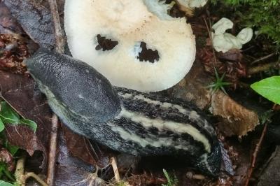 <i>Limax cinereoniger</i>