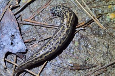 <i>Limax maximus</i>