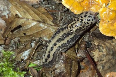 <i>Limax maximus</i>