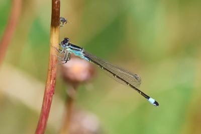 Agrion élégant