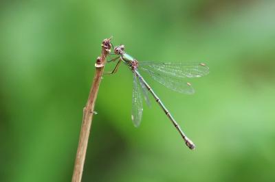 Leste vert