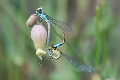 Agrion élégant