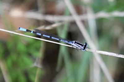 Agrion porte-coupe