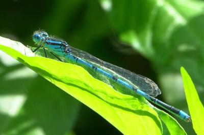 Agrion de Vander Linden