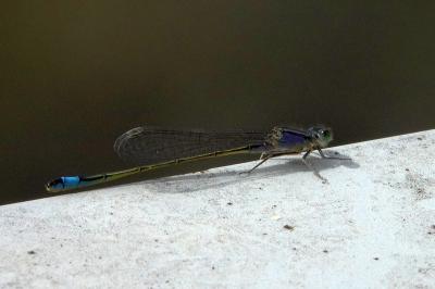 Agrion élégant