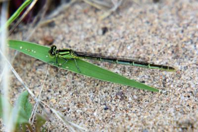 Agrion de Vander Linden