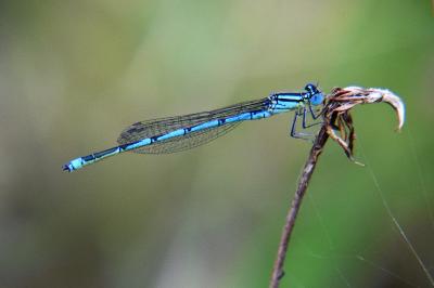 Agrion de Vander Linden