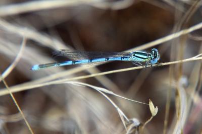 Agrion de Vander Linden
