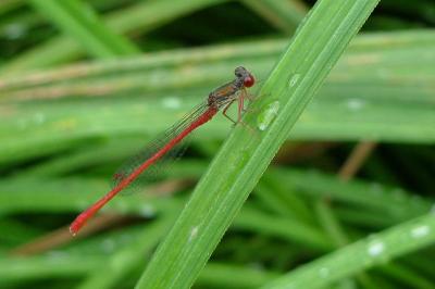 Agrion délicat