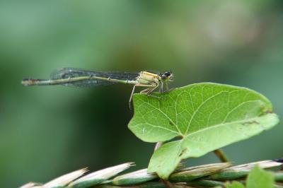 Agrion élégant