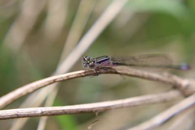 Agrion élégant