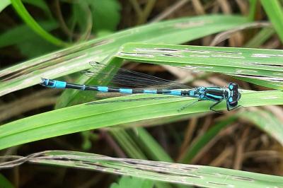 Agrion de Mercure
