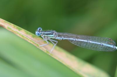 Agrion à larges pattes