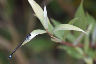 Agrion élégant