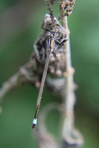Agrion élégant