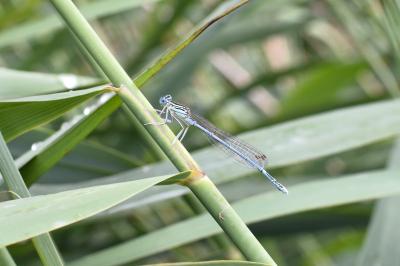 Agrion à larges pattes