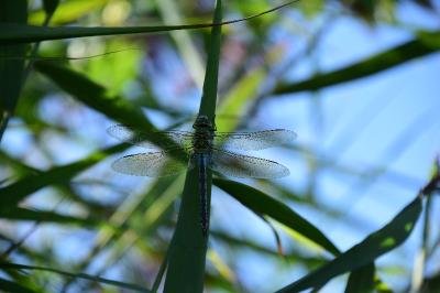 Anax empereur 
